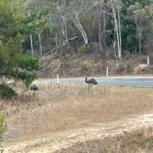 Dromaius novaehollandiae at Kambah, ACT - 22 Jul 2024 10:21 AM