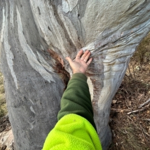 Eucalyptus rossii at Tharwa, ACT - 22 Jul 2024 12:06 PM