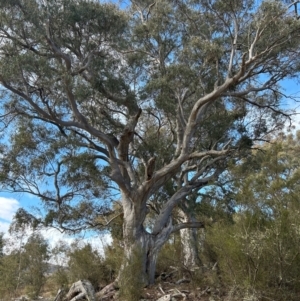 Eucalyptus rossii at Tharwa, ACT - 22 Jul 2024 12:06 PM