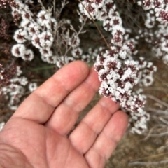 Leucopogon attenuatus (Small-leaved Beard Heath) at Tharwa, ACT - 22 Jul 2024 by dwise