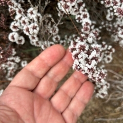 Styphelia attenuata (Small-leaved Beard Heath) at Tharwa, ACT - 22 Jul 2024 by dwise