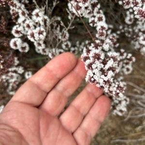 Styphelia attenuata at Tharwa, ACT - 22 Jul 2024