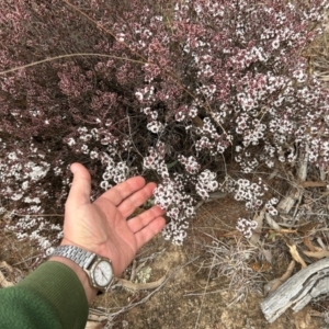 Styphelia attenuata at Tharwa, ACT - 22 Jul 2024