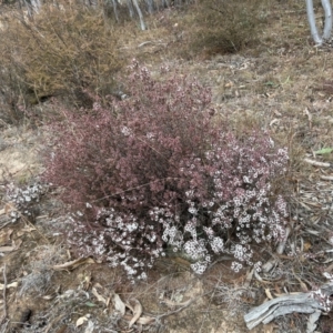 Styphelia attenuata at Tharwa, ACT - 22 Jul 2024