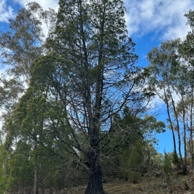 Callitris endlicheri (Black Cypress Pine) at Tharwa, ACT - 22 Jul 2024 by dwise