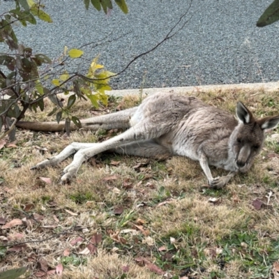 Macropus giganteus (Eastern Grey Kangaroo) at Bonython, ACT - 22 Jul 2024 by dwise