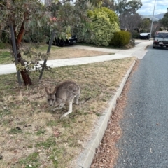 Macropus giganteus at Bonython, ACT - 22 Jul 2024 01:25 PM