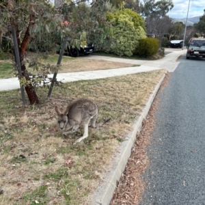 Macropus giganteus at Bonython, ACT - 22 Jul 2024