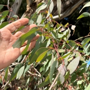 Eucalyptus elata at Greenway, ACT - 22 Jul 2024 01:54 PM