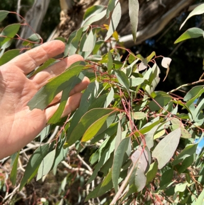 Eucalyptus elata (River Peppermint) at Greenway, ACT - 22 Jul 2024 by dwise