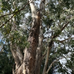 Eucalyptus elata at Greenway, ACT - 22 Jul 2024 01:54 PM