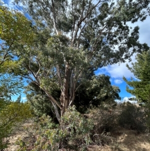 Eucalyptus elata at Greenway, ACT - 22 Jul 2024 01:54 PM