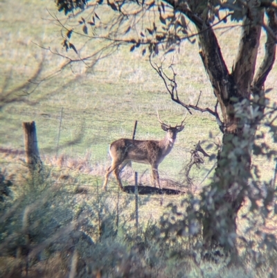 Cervus elaphus (Red Deer) at Gelston Park, NSW - 21 Jul 2024 by Darcy