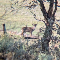Cervus elaphus at Gelston Park, NSW - suppressed