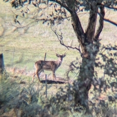 Cervus elaphus at Gelston Park, NSW - suppressed