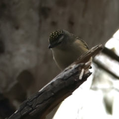 Pardalotus punctatus at Killingworth, VIC - 14 Jul 2024