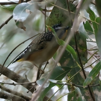 Pardalotus punctatus (Spotted Pardalote) at Yea Wetlands John Cummins Reserve - 14 Jul 2024 by jb2602