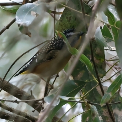 Pardalotus punctatus (Spotted Pardalote) at Yea, VIC - 14 Jul 2024 by jb2602