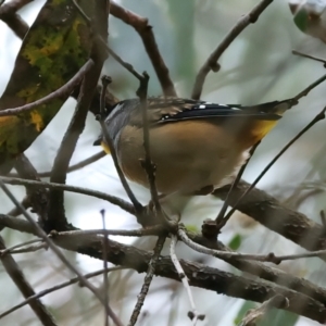 Pardalotus punctatus at Yea, VIC - 14 Jul 2024