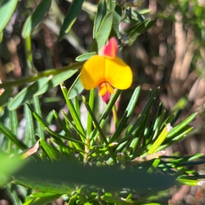 Bossiaea heterophylla (Variable Bossiaea) at Ulladulla, NSW - 21 Jul 2024 by Clarel