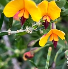 Bossiaea heterophylla at Ulladulla, NSW - 21 Jul 2024