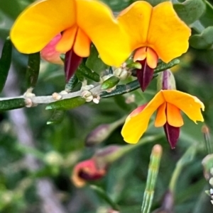 Bossiaea heterophylla at Ulladulla, NSW - 21 Jul 2024 10:56 AM