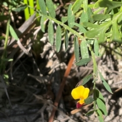 Bossiaea heterophylla at Ulladulla, NSW - 21 Jul 2024 10:56 AM