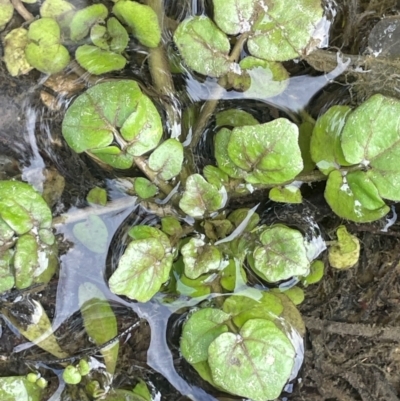 Rorippa nasturtium-aquaticum (Watercress) at Googong, NSW - 22 Jul 2024 by JaneR