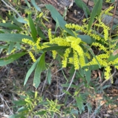 Acacia longifolia subsp. longifolia (Sydney Golden Wattle) at Ulladulla, NSW - 21 Jul 2024 by Clarel