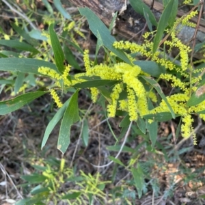 Acacia longifolia subsp. longifolia at Ulladulla, NSW - 21 Jul 2024