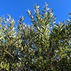 Acacia longifolia subsp. longifolia at Ulladulla, NSW - 21 Jul 2024