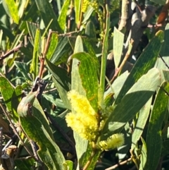 Acacia longifolia subsp. longifolia at Ulladulla, NSW - 21 Jul 2024 10:52 AM