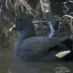 Gallinula tenebrosa (Dusky Moorhen) at Yea Wetlands John Cummins Reserve - 14 Jul 2024 by jb2602