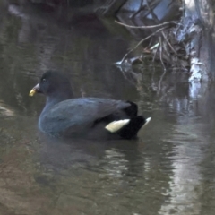 Gallinula tenebrosa at Killingworth, VIC - 14 Jul 2024