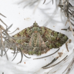 Aeolochroma metarhodata at Freshwater Creek, VIC - 25 Dec 2022