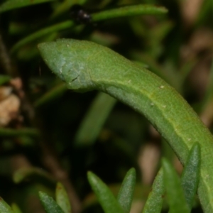 Aeolochroma metarhodata at Freshwater Creek, VIC - 25 Dec 2022 11:18 PM