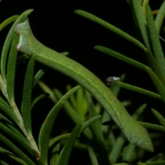 Aeolochroma metarhodata at Freshwater Creek, VIC - 25 Dec 2022