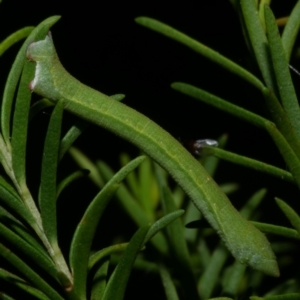 Aeolochroma metarhodata at Freshwater Creek, VIC - 25 Dec 2022