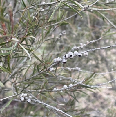 Callistemon sieberi (River Bottlebrush) at Yarrow, NSW - 22 Jul 2024 by JaneR