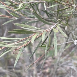 Callistemon sieberi at Yarrow, NSW - 22 Jul 2024