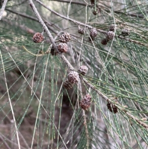 Casuarina cunninghamiana subsp. cunninghamiana at Yarrow, NSW - 22 Jul 2024