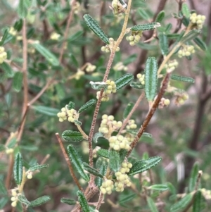 Pomaderris angustifolia at Yarrow, NSW - 22 Jul 2024