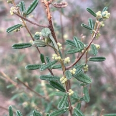 Pomaderris angustifolia at Yarrow, NSW - 22 Jul 2024