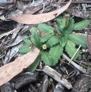 Solenogyne dominii at Higgins, ACT - 22 Jul 2024