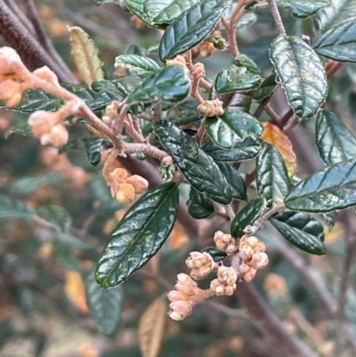 Pomaderris betulina subsp. betulina (Birch Pomaderris) at Yarrow, NSW - 22 Jul 2024 by JaneR