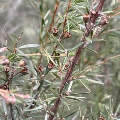 Kunzea ericoides (Burgan) at Yarrow, NSW - 22 Jul 2024 by JaneR
