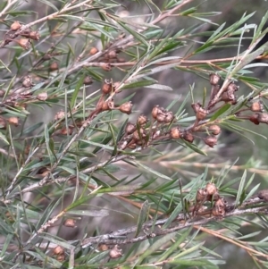 Kunzea ericoides at Yarrow, NSW - 22 Jul 2024