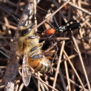 Leptomyrmex erythrocephalus at Moruya, NSW - suppressed