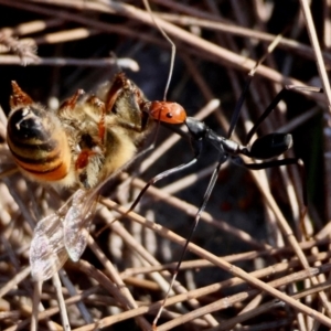 Leptomyrmex erythrocephalus at Moruya, NSW - suppressed