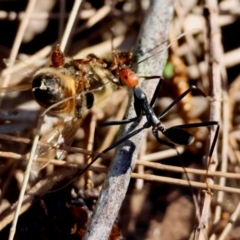 Leptomyrmex sp. (genus) at Moruya, NSW - 22 Jul 2024